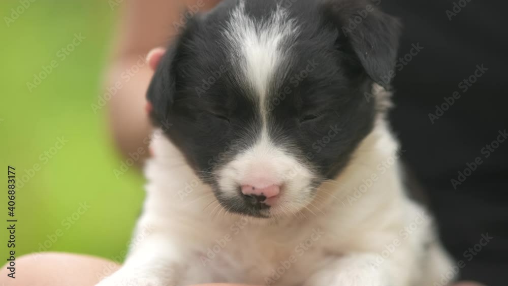 Close up of a woman holding small puppy on her lap. Close up of a woman holding small puppy on her lap.