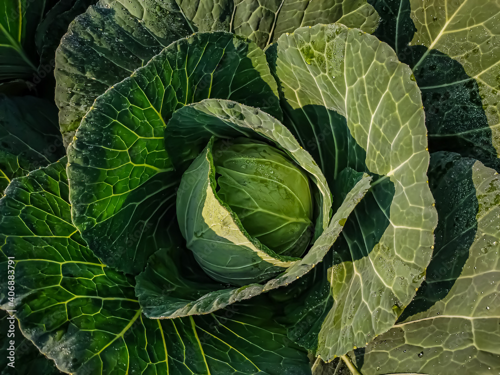 Fototapeta premium Cabbage is a leafy green, or white biennial plant grown as an annual vegetable crop for its dense-leaved heads.
