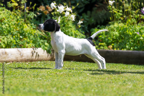 English pointer puppy 