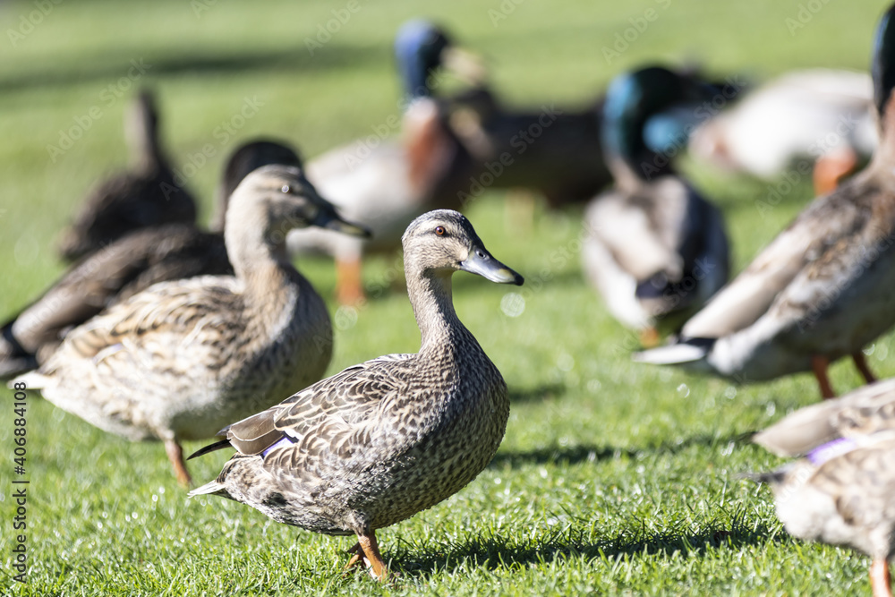 Obraz premium ducks paradise