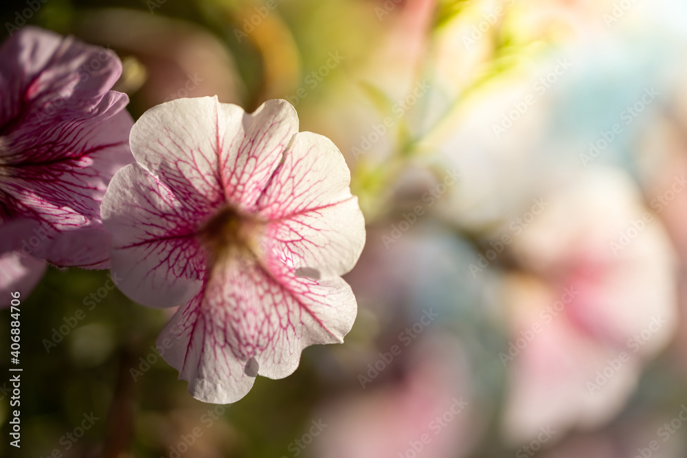The background image of the colorful flowers The background image of the colorful flowers