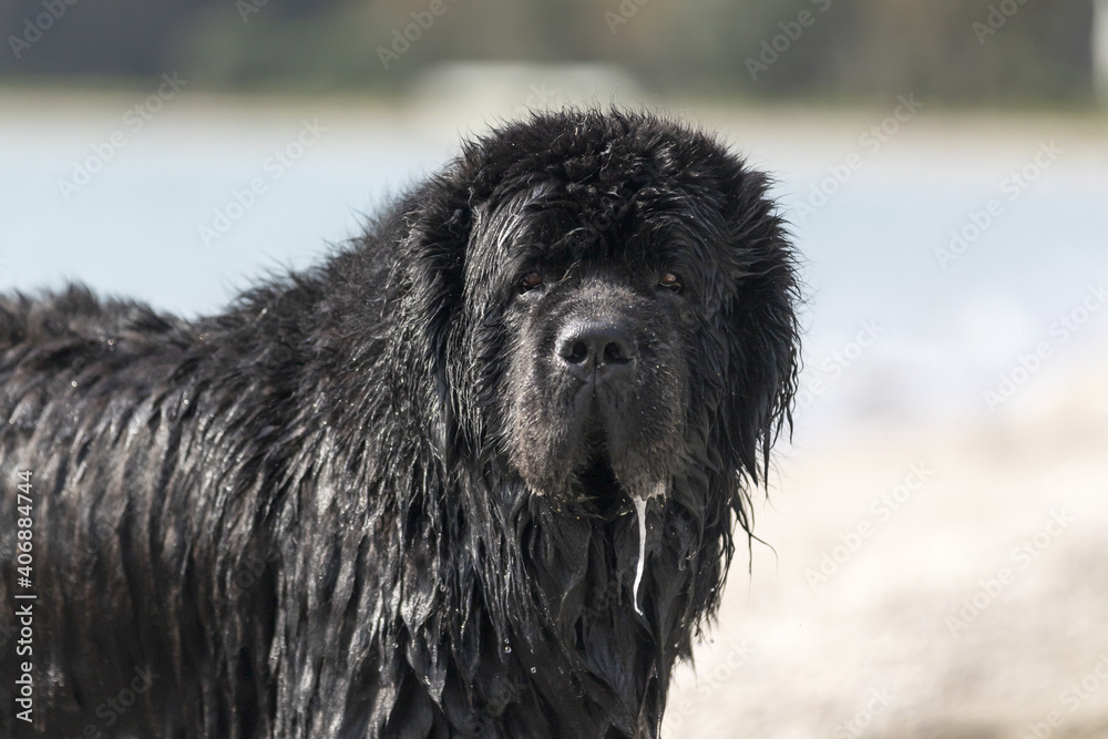 Fototapeta premium Newfoundland at the beach head
