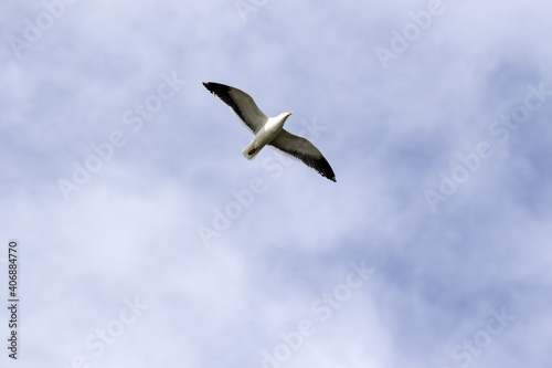 seagull