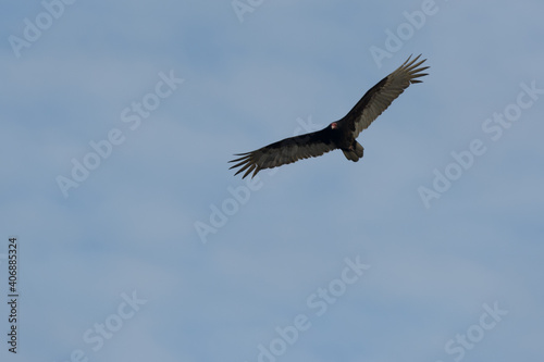 Turkey vulture bird riding thermals with blue sky .