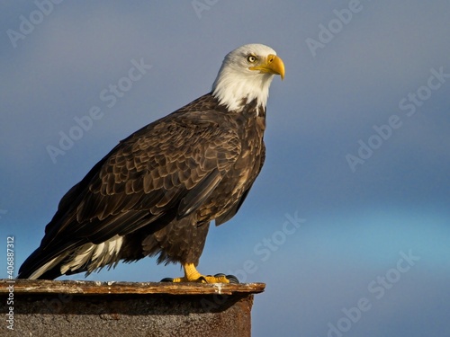 Bald eagle perched on Sidney BC coast against blue sky