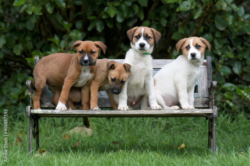 4 cross bred puppy on a chair © Penny