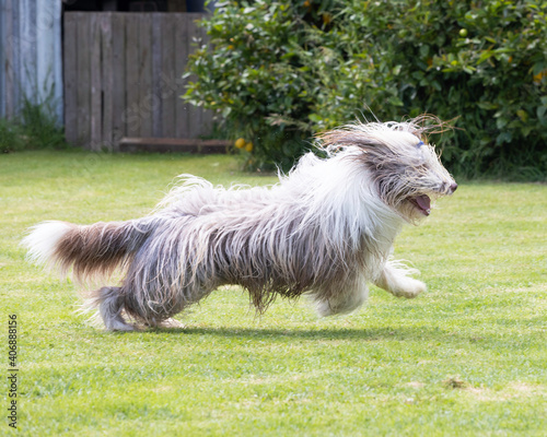 brown bearded collie beardie playing in the water  photo