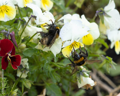 bumble bee in a pansy flower