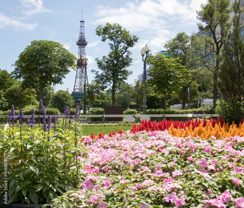 北海道 大通公園のカラフルな花とテレビ塔