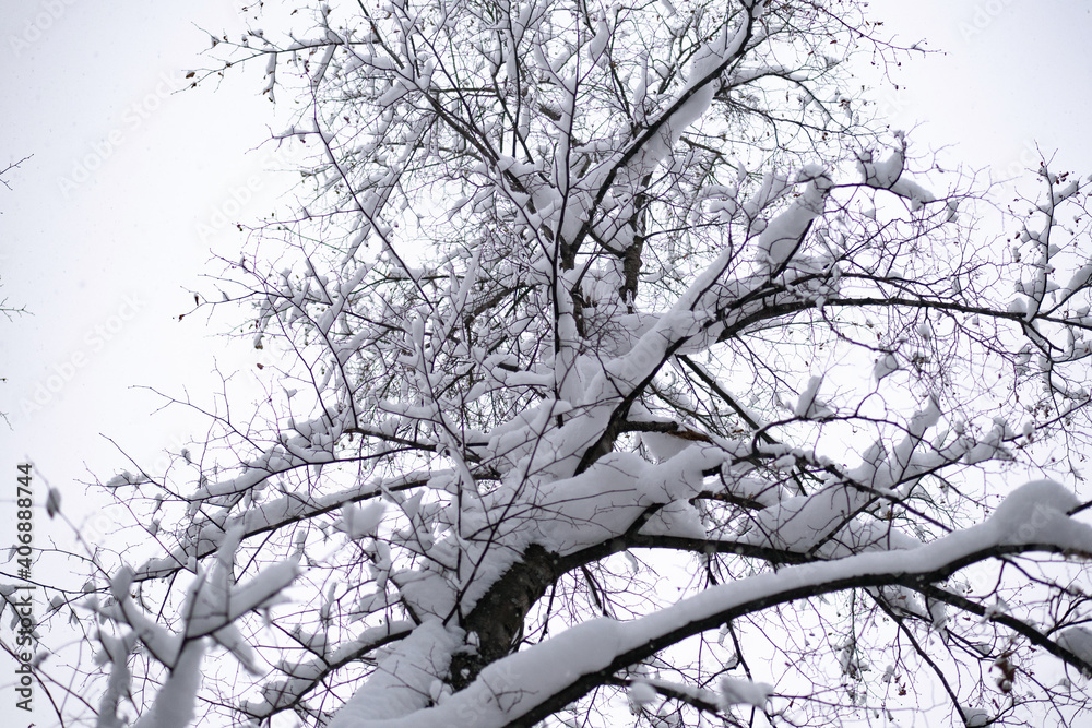 bottom view on tree covered with snow after snowfall bottom view on tree covered with snow after snowfall