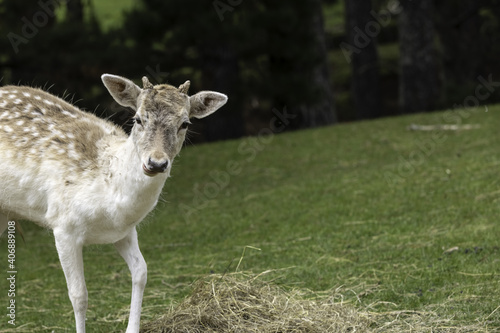 head of a young goat