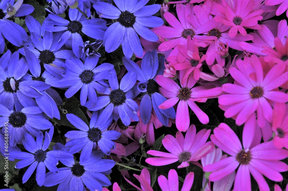 花壇に咲く青色と紫色のオステオスペルマムの花です Stock Photo Adobe Stock
