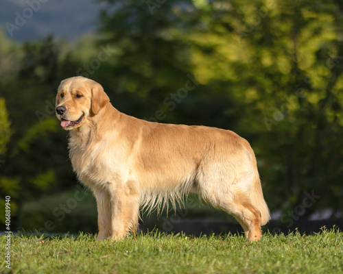 Golden retriever standing 