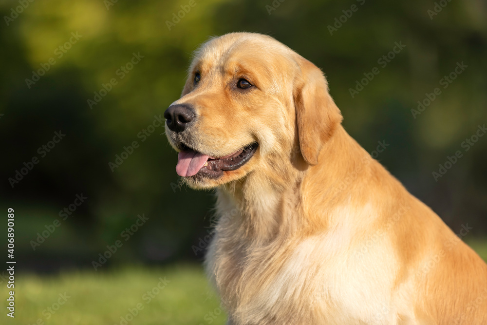 Golden retriever head 