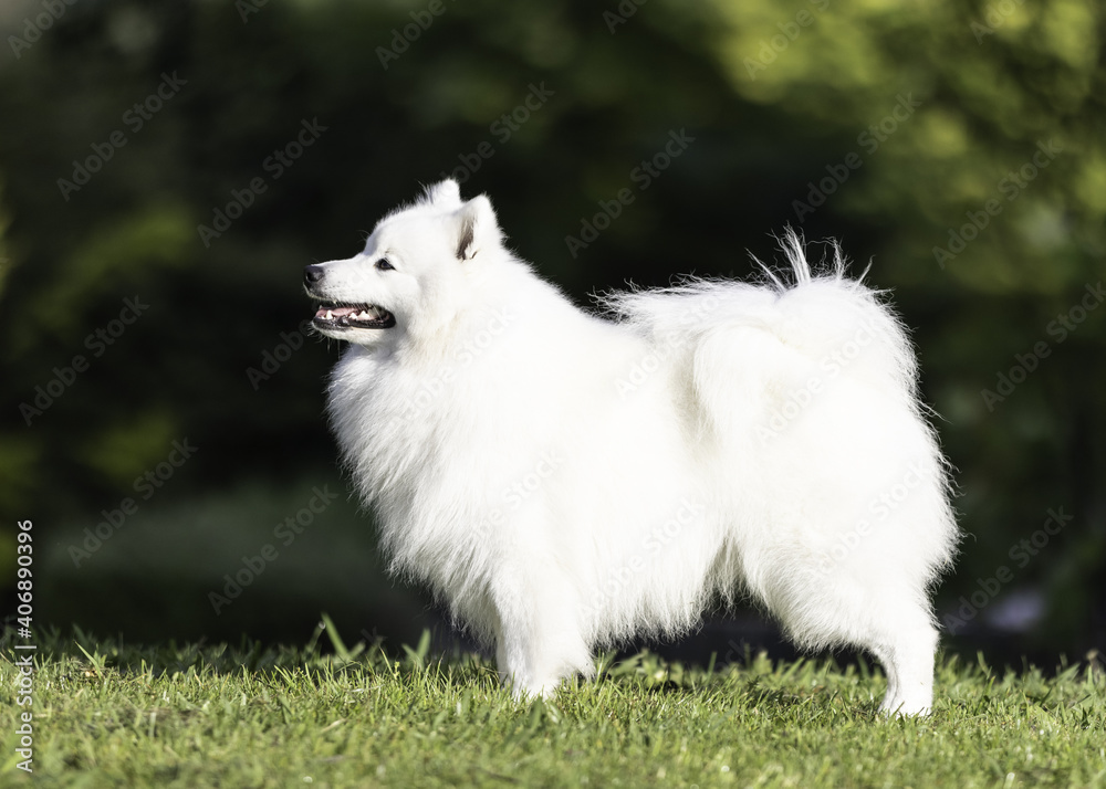 japanese spitz standing puppy japanese spitz standing puppy