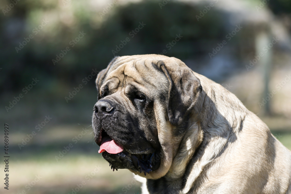 mastiff head study