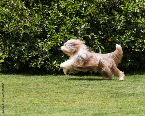 Принти на полотні brown bearded collie running