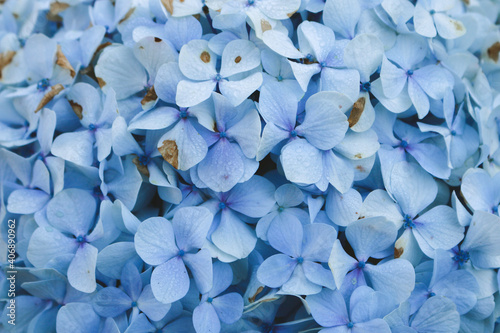 Schilderij op canvas Blue Hydrangea (Hydrangea macrophylla) or Hortensia flower or blue flower