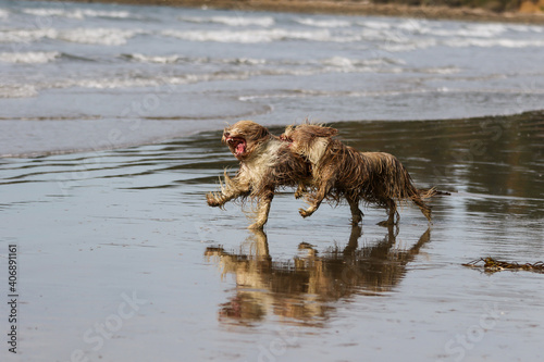 brown bearded collie beardie playing in the water at the beach