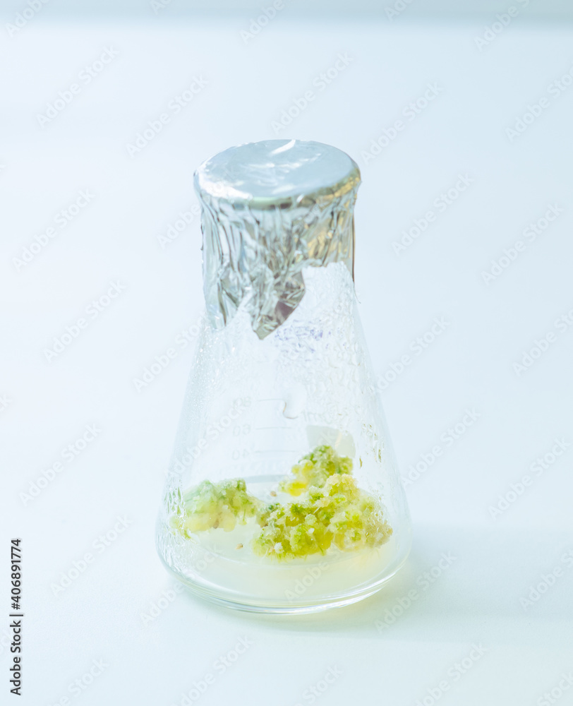University lab exploring new methods of plant breeding, Alternative green herb medicine, Natural skin care beauty products, Laboratory and development concept. University lab exploring new methods of plant breeding, Alternative green herb medicine, Natural skin care beauty products, Laboratory and development concept.