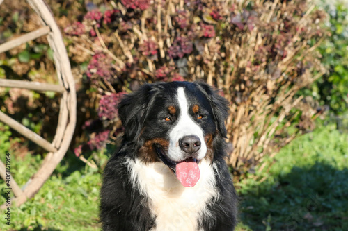 Bernese mountain dog head