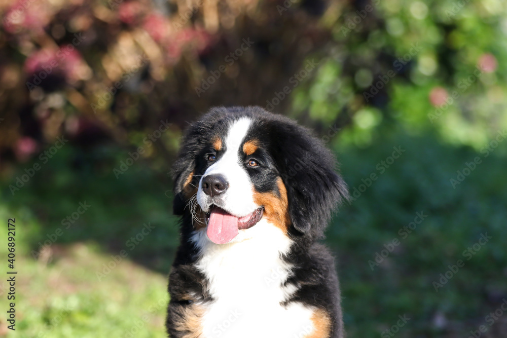 Bernese mountain dog baby puppy head