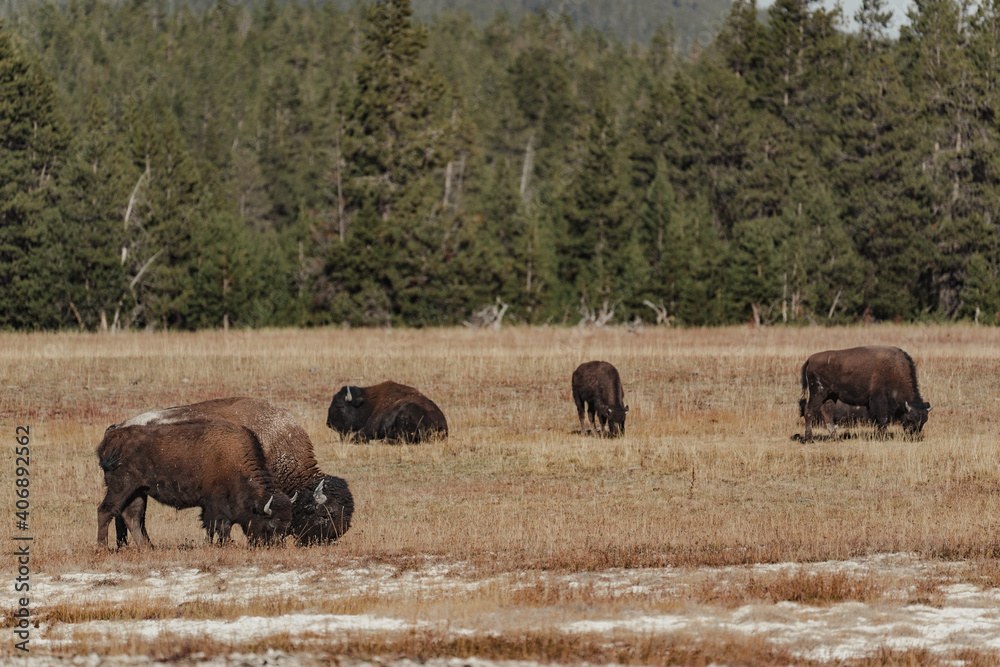 bisons in the field in yellowstone national park