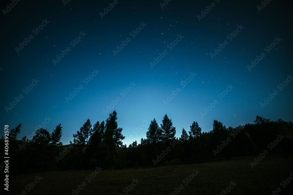 Dark atmospheric forest landscape with fir tops under night starry sky. Wild forest silhouette on mountain under star night sky. Beautiful silhouettes of coniferous trees on hill in dark starry night.