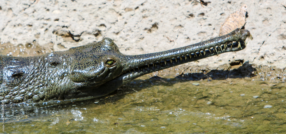 Obraz premium Indian Gharial