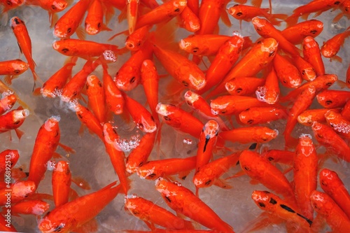 Closeup detail of red carp goldfish crowded in a shallow pool at a market in Hanoi Vietnam. The fish are released into a river or lake at the beginning of the annual Tet Lunar New Year celebration