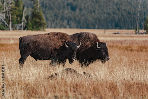 bisons in the field in yellowstone national park