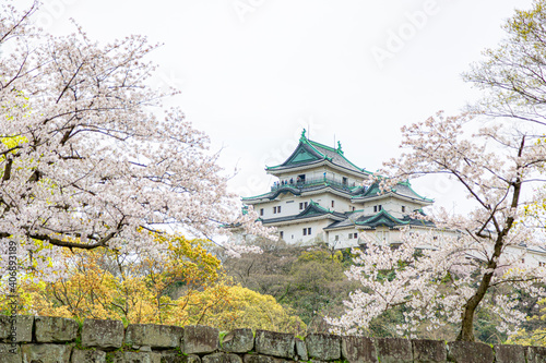 桜に囲まれた和歌山城