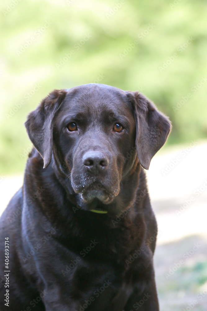 labrador head 