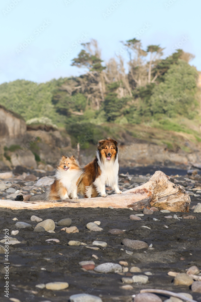 Fototapeta premium 2 shetland sheepdog sheltie standing on a log