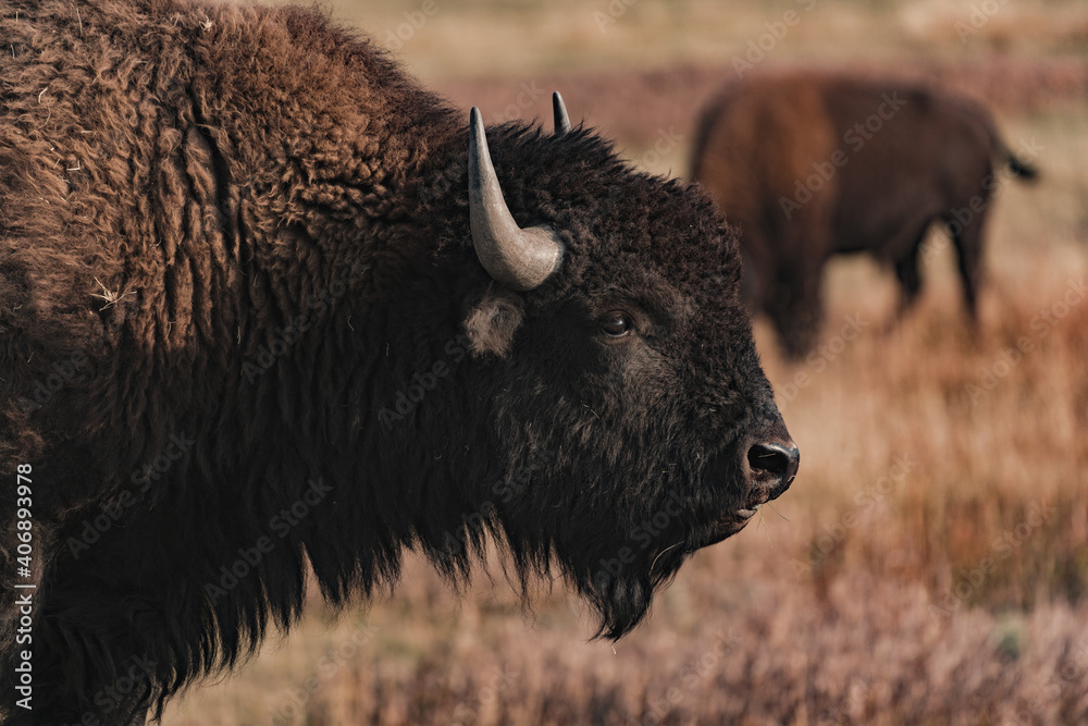 american bisons in the field in yellowstone national park american bisons in the field in yellowstone national park