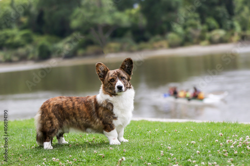  cardigan corgi standing by the river
