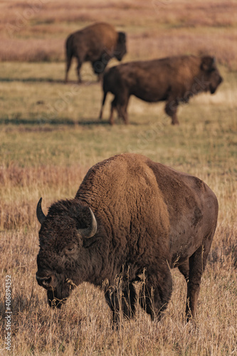 american bisons in the field in yellowstone national park