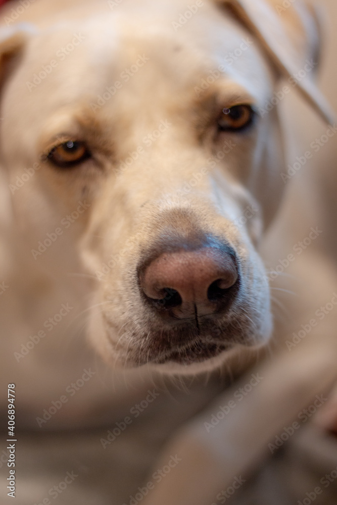 Portrait of a dog looking angry 