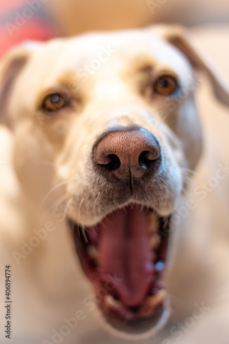 portrait of a dog yawning