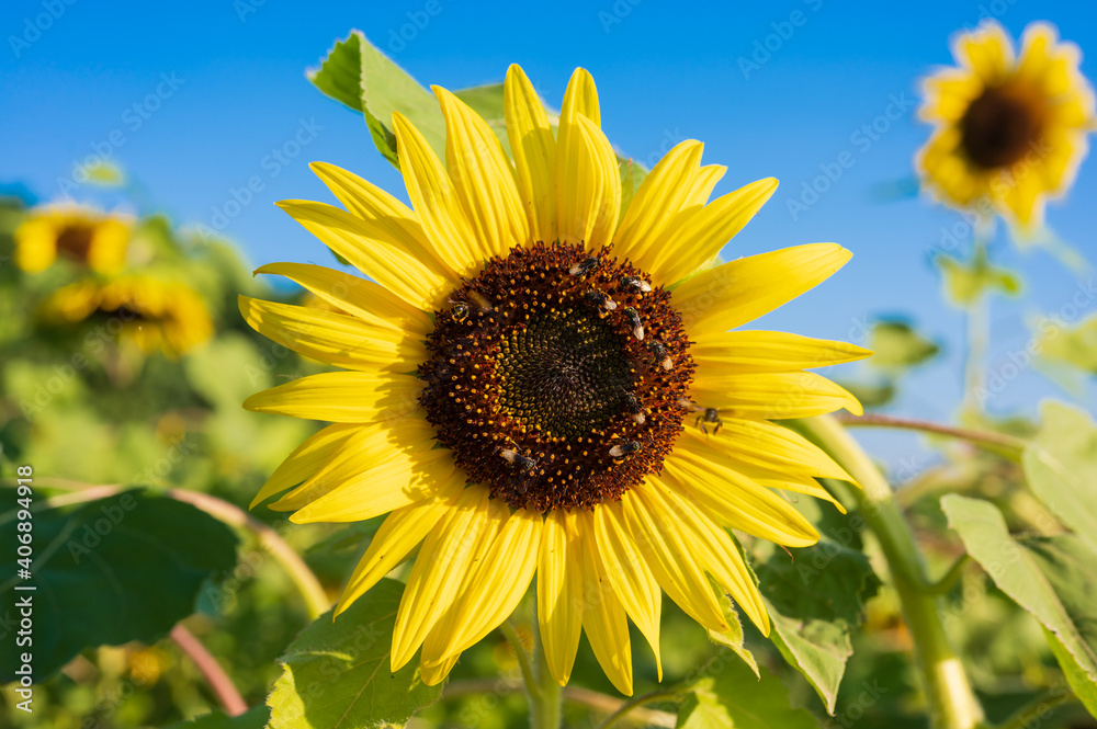Sunflower blooming in the field on blue sky background.Yellow flower garden and copy space. Sunflower blooming in the field on blue sky background.Yellow flower garden and copy space.