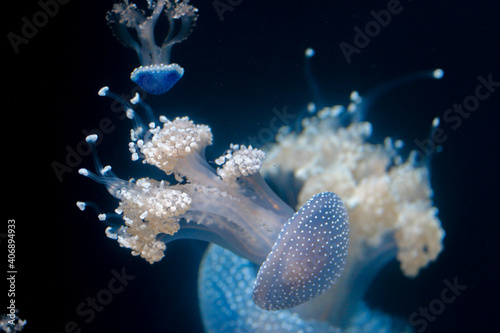 jellyfish in aquarium © LifeGemz