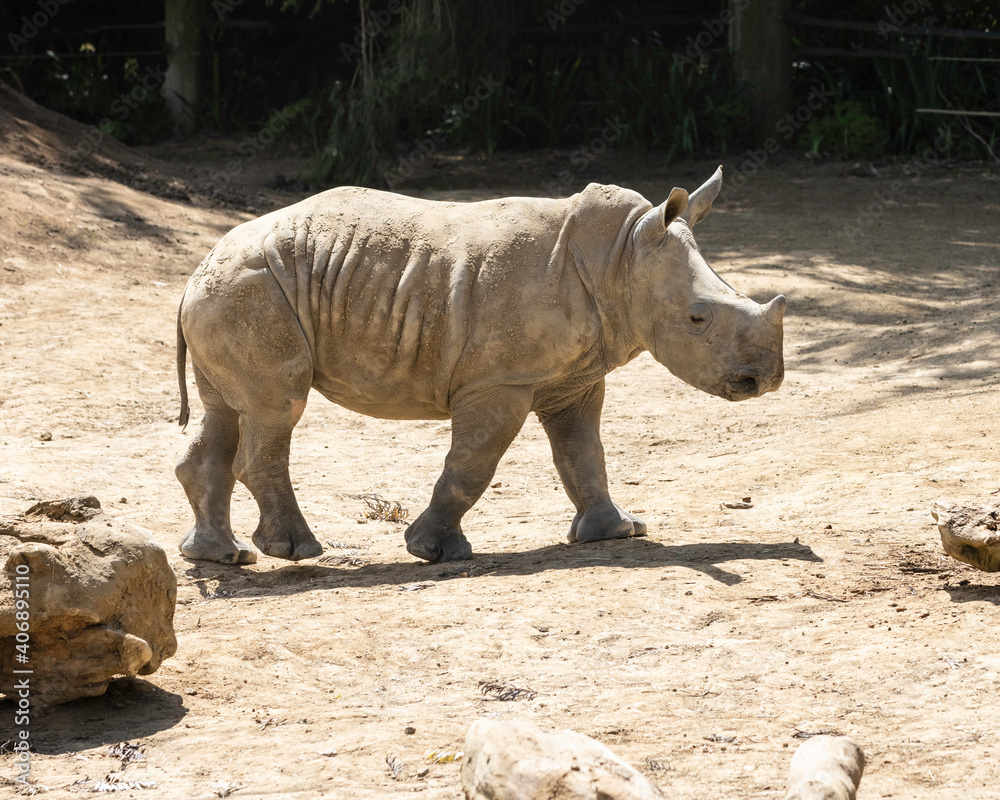 Obraz premium baby rhino 