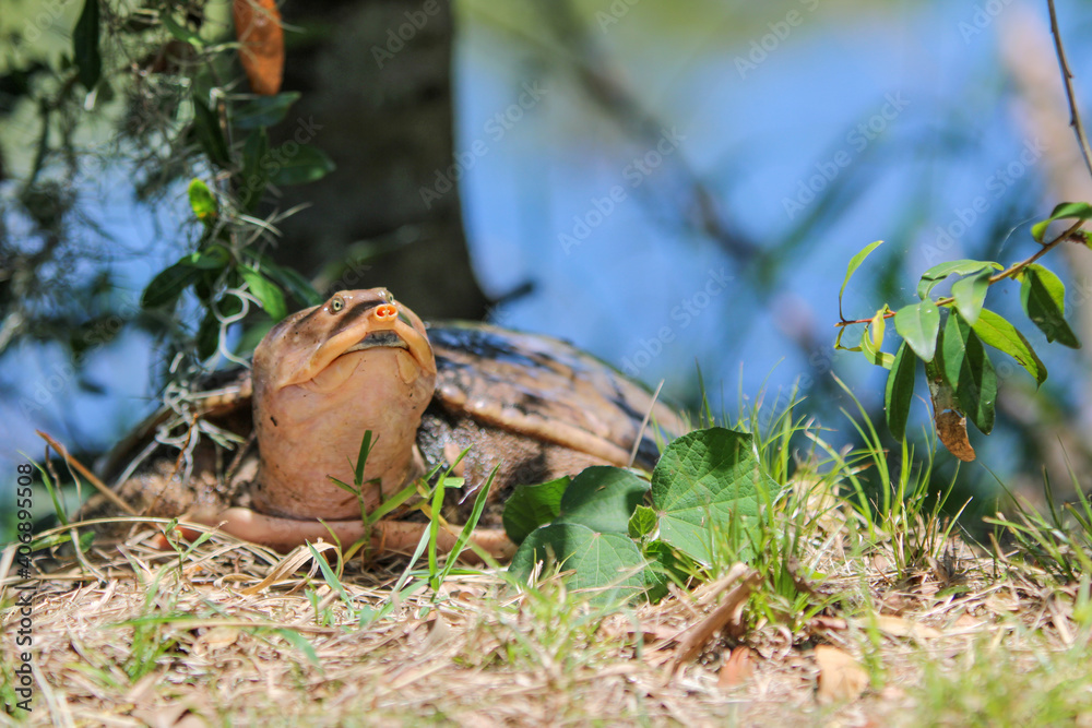 Portrait of a wild softshell turtle Portrait of a wild softshell turtle