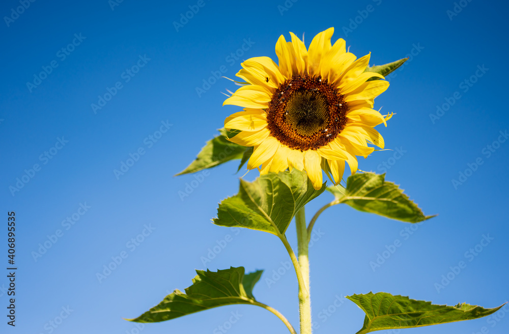 Sunflower blooming in the field on blue sky background.Yellow flower garden and copy space. Sunflower blooming in the field on blue sky background.Yellow flower garden and copy space.