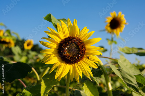 Sunflower blooming in the field on blue sky background.Yellow flower garden and copy space.