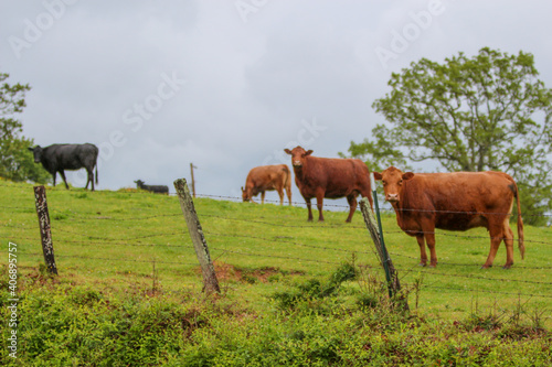 Fototapeta Naklejka Na Ścianę i Meble -  Cows grazing in a rural field 