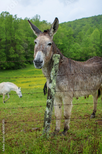 donkey in the field