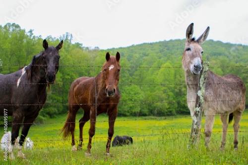 Fototapeta Naklejka Na Ścianę i Meble -  Horses in the meadow