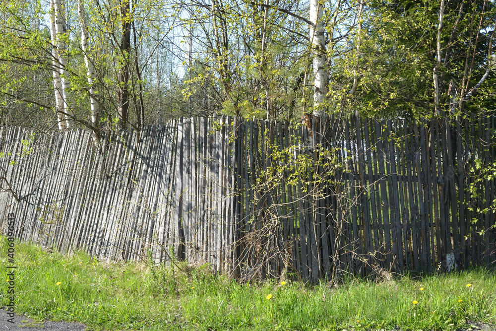 Rural spring landscape. Spring tree branches with young leaves. Spring greenery on the background of a wooden fence Rural spring landscape. Spring tree branches with young leaves. Spring greenery on the background of a wooden fence