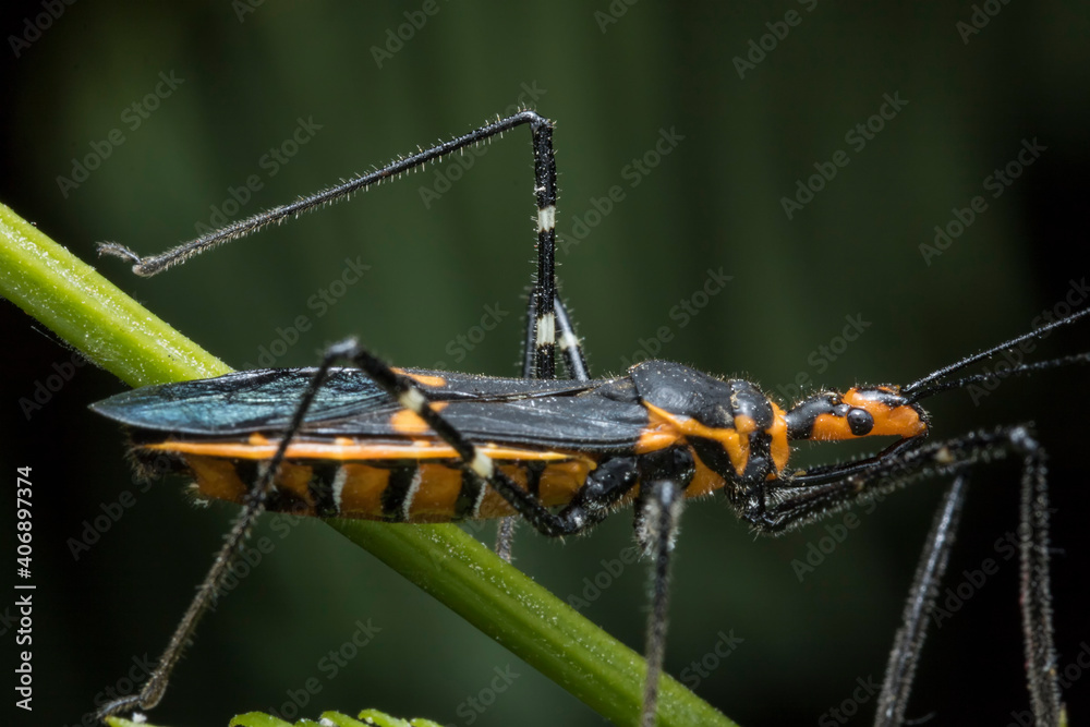 Fototapeta premium Insecto asesino beneficioso
